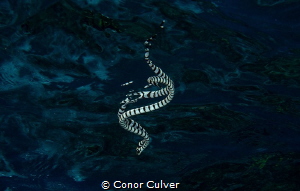Sea Snake reflecting itself on the surface by Conor Culver 